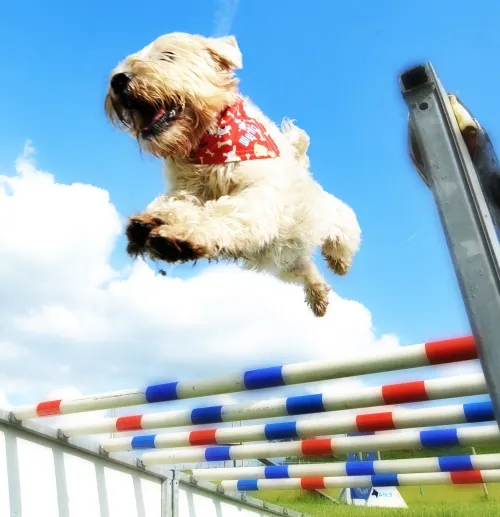 Dogs on the agility course during a Gold Obedience session
